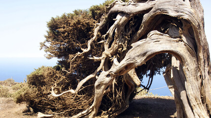 Fototapeta premium El Hierro, el sabinar