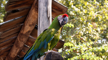 Pappagallo Ara verde