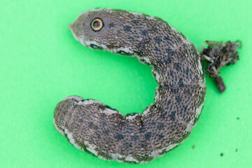 chenille du sphinx de lépilobe
