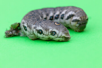 chenille du sphinx de lépilobe