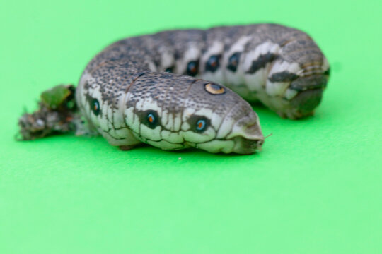 chenille du sphinx de l&eacute;pilobe