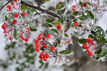 cotoneaster branch with berries in hoarfrost