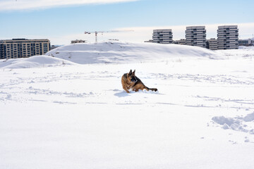Dog outdoors in the snow at daytime.