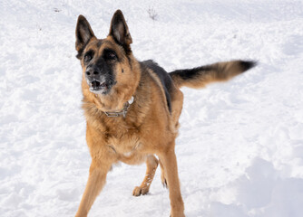 Dog playing outdoors in the snow.