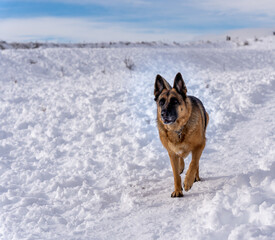 Dog walking outdoors in the snow in a wintery day.