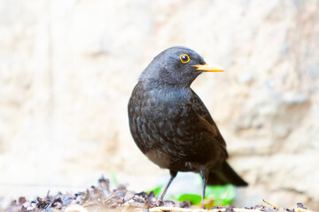 Retrato de un mirlo (turdus merula) macho en un jardín