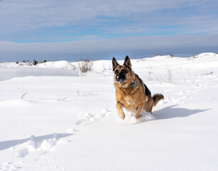Dog running outdoors in winter snow at daytime.