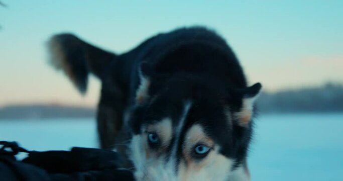 Gorgeous blue eyed husky dog sniffing snow held in owners hands in Lapland