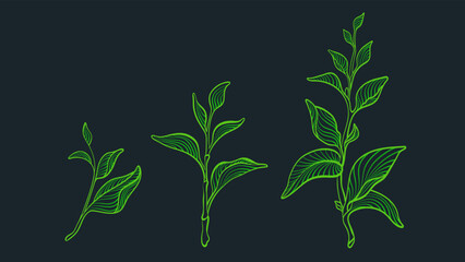 Tea leaves, art set. Graphic green plant. Organic