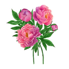 Pink peony flowers in watercolor.