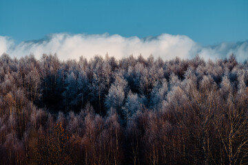 Winterwald, gefrorene Baumkronen, Kalte Landschaft