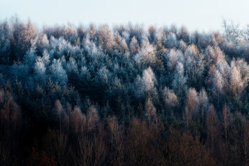 Winterwald, gefrorene Baumkronen, Kalte Landschaft