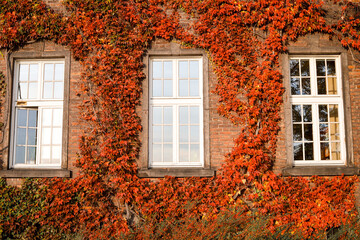 Fototapeta na wymiar Tenement house overgrown with plants, autumn colors