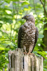 Wespenbussard