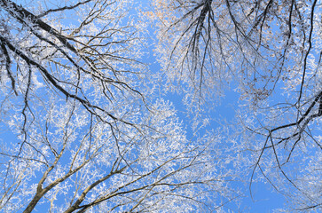 Looking up the tree tops, Idyllic scene with frozen snow covered trees in a forest in the rural countryside in Germany, Europe
