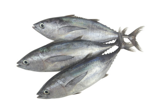 Three fresh bluefin tuna fishes isolated on white background