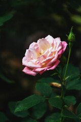 Beautiful blooming flower rose flower close up