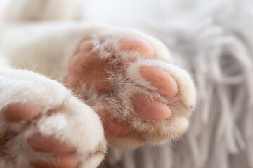 Obraz premium 可愛い猫の足の裏