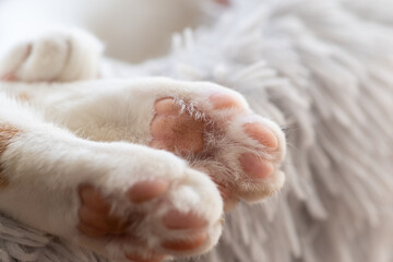 可愛い猫の足の裏
