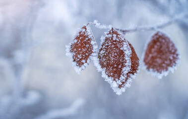 Close up of leves covered with hoar frost, winter background with copy space