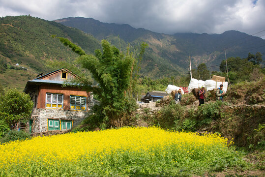Field of mustard flowers on the trail to Everest Base Camp, Khumbu, Nepal