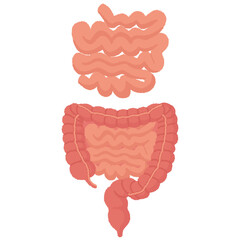 小腸のイラスト