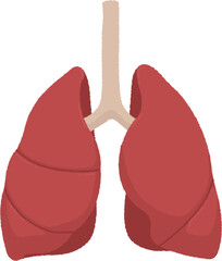 肺のイラスト