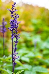 Echinacea Rainbow yellow flower in the garden