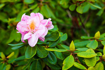 A flower in the garden at Wawel Castle