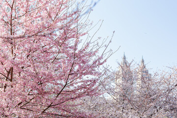 cherry blossom in spring