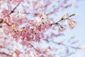 pink cherry blossom