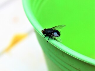 Fliege