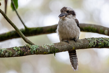 Close up of an Australian Kookaburra bird perched on  a branch