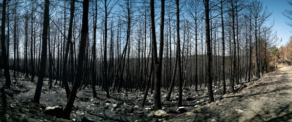 Burnt pine tree forest ultra wide panorama