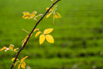 yellow leaves on green background