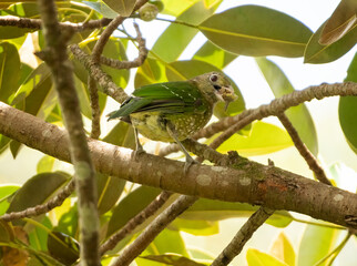 The green catbird (Ailuroedus crassirostris)