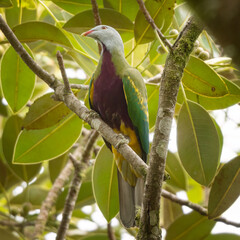 Wompoo fruit dove (Ptilinopus magnificus)
