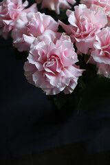 Pink roses on a dark background, French variety