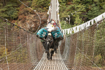 A yak crossing a Suspension bridge over the Dudh Kosi, Everest Base Camp trek, Khumbu, Nepal - obrazy, fototapety, plakaty