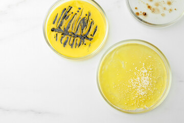 Petri dishes with different bacteria colonies on white marble table, flat lay