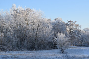 eisige Bäume bei starkem Frost
