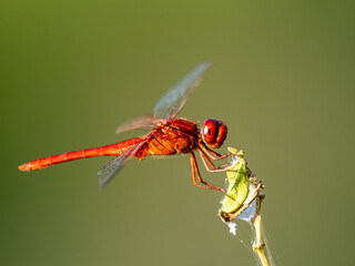 Libelle