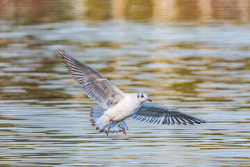 Möwe