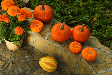 Many whole ripe pumpkins and potted flowers on stone curb in garden