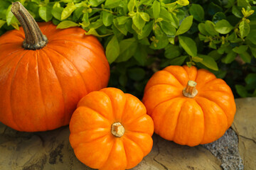 Many whole ripe pumpkins on stone curb outdoors