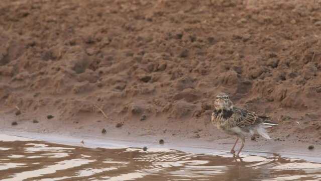 Calandra lark or Melanocorypha calandra drinking. 4K 120 fps slow motion