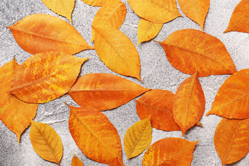 Fototapeta na wymiar Many beautiful orange leaves on grey textured table, flat lay