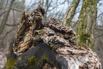 tree trunk with moss