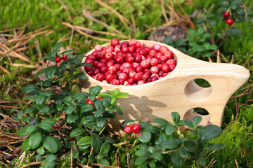 Many ripe lingonberries in wooden cup outdoors