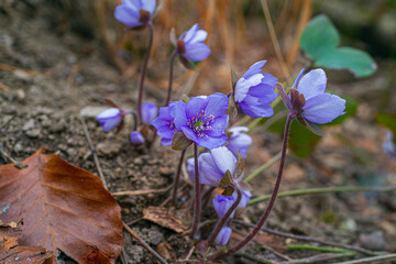 forget me not flowers on a leafy forest floor